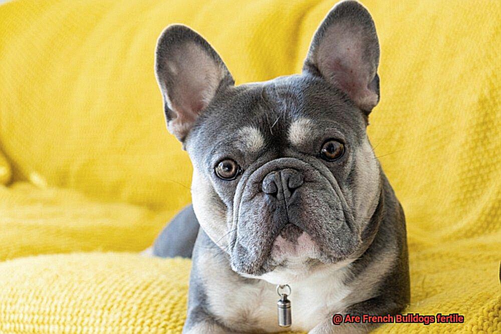 Are French Bulldogs fertile-4