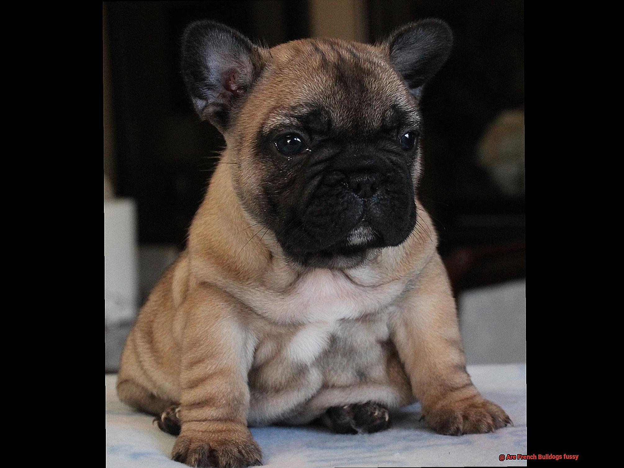 Are French Bulldogs fussy-2