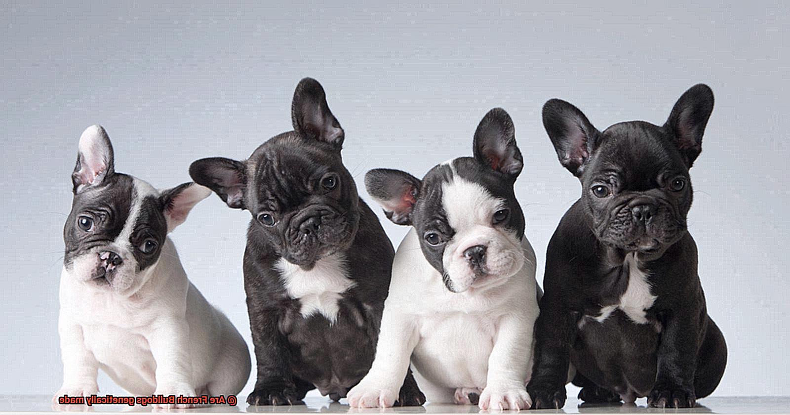 Are French Bulldogs genetically made-2