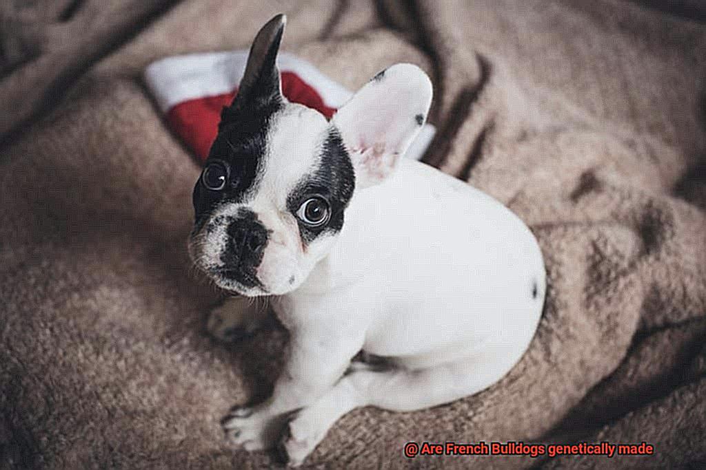 Are French Bulldogs genetically made-5