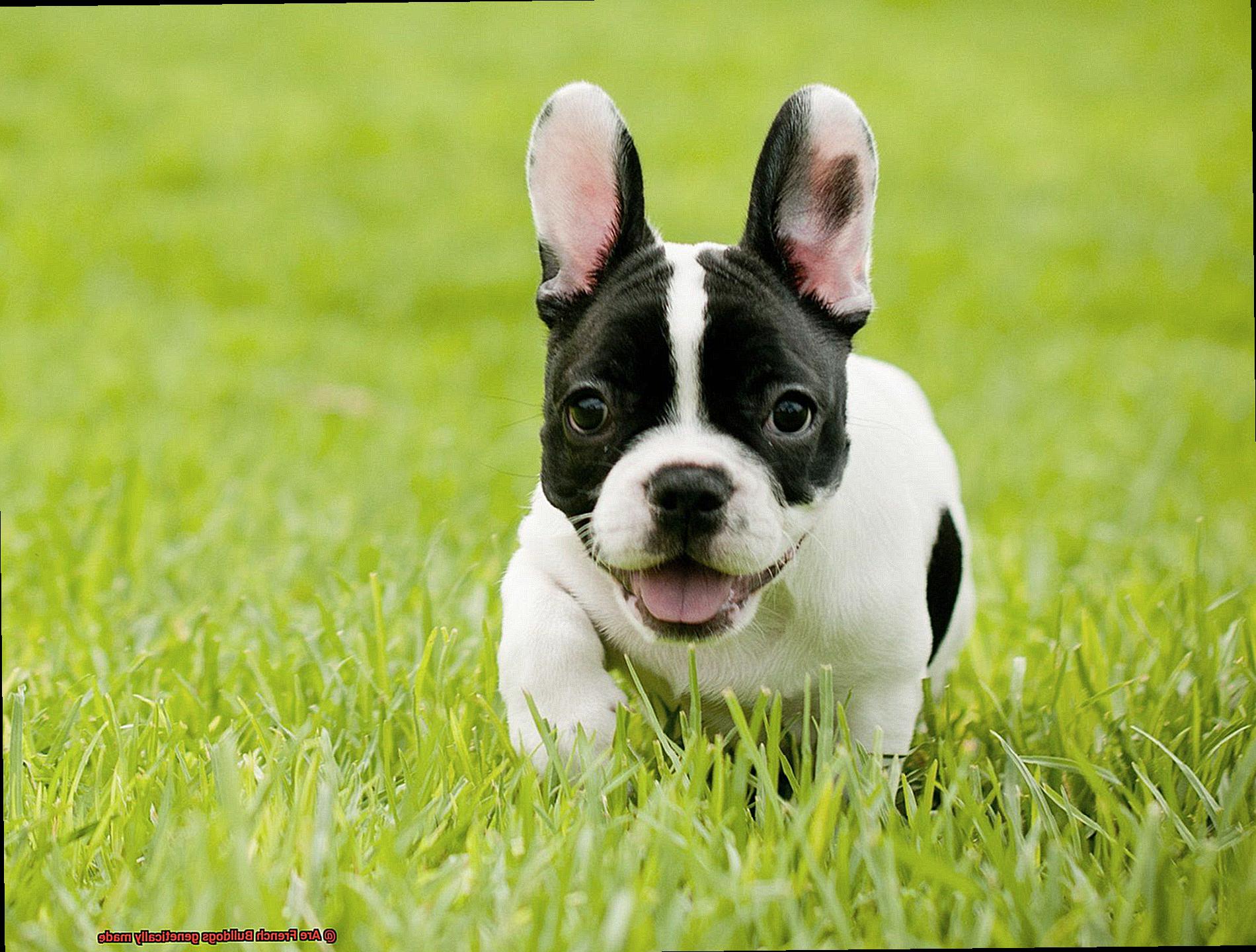 Are French Bulldogs genetically made-6