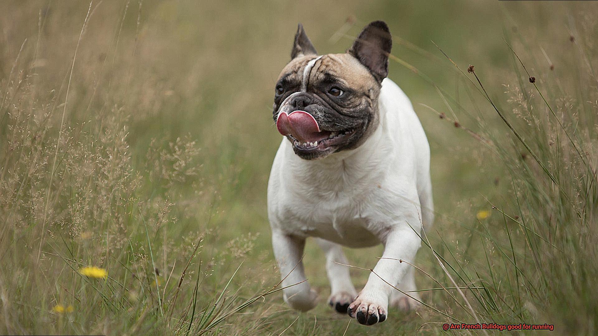 Are French Bulldogs good for running-2