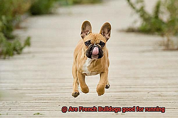 Are French Bulldogs good for running-3