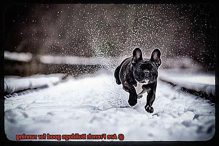 Are French Bulldogs good for running-5