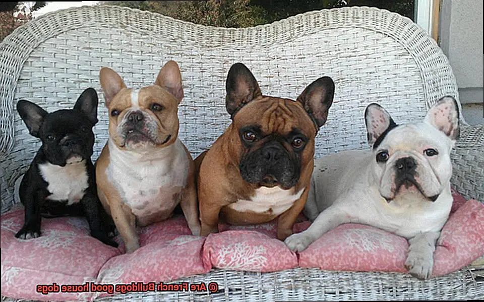 Are French Bulldogs good house dogs-3