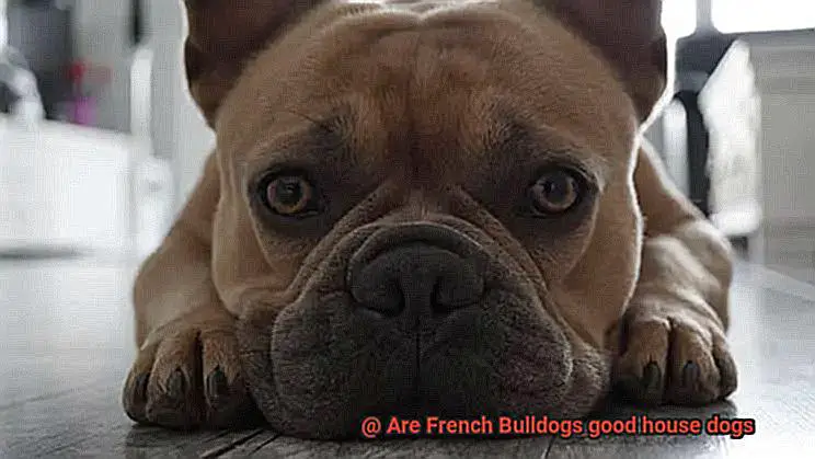 Are French Bulldogs good house dogs-2