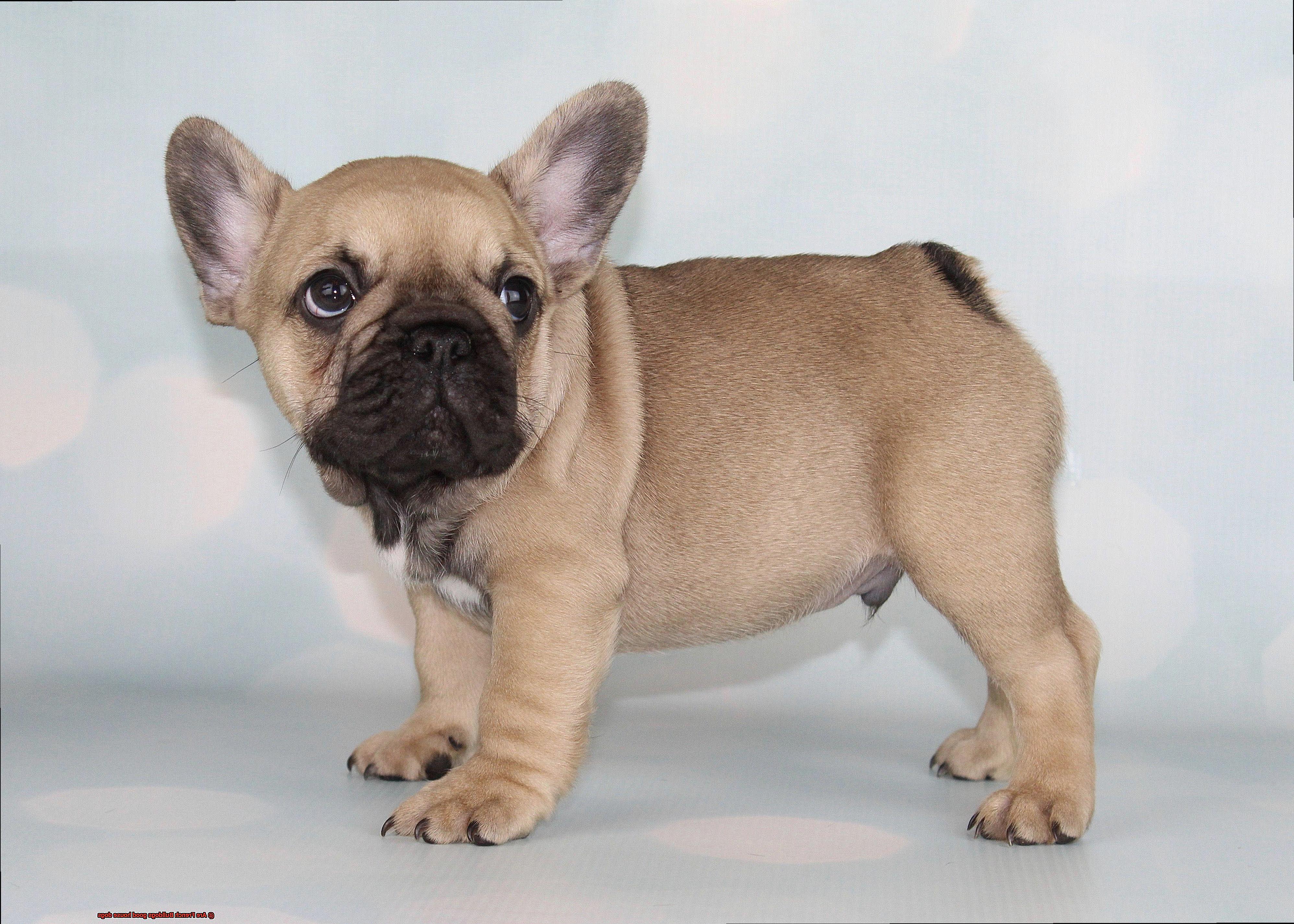 Are French Bulldogs good house dogs-4