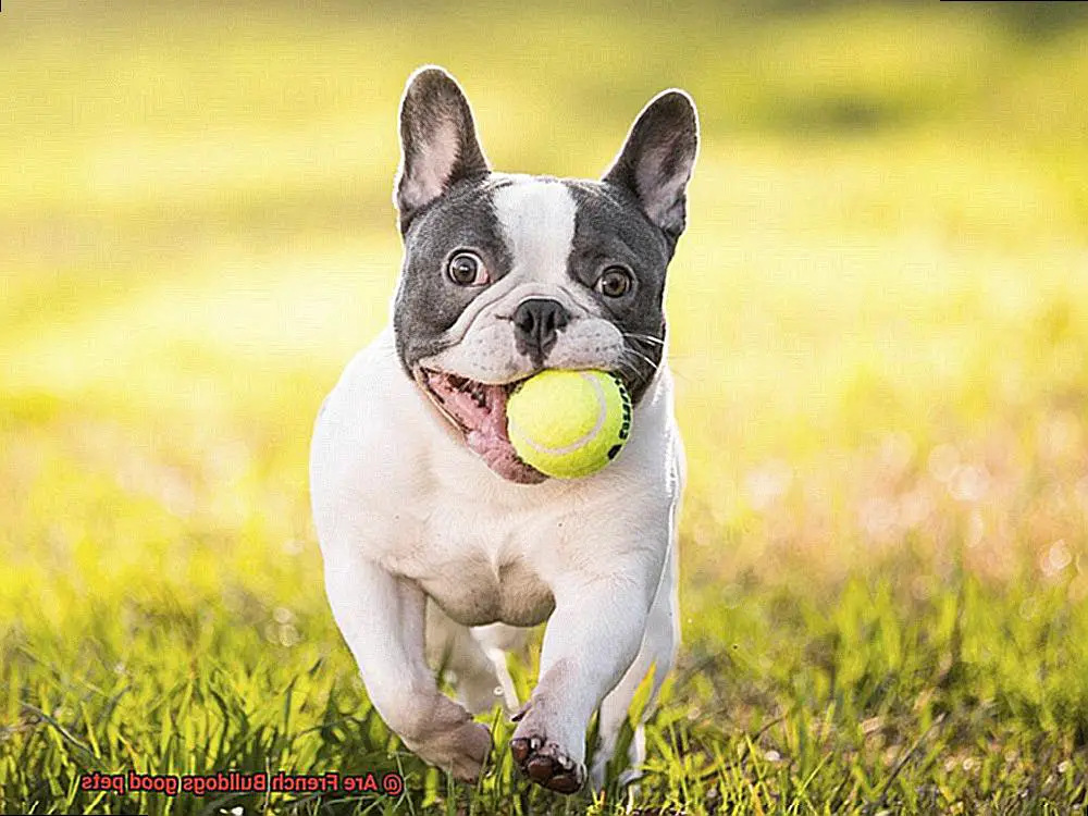 Are French Bulldogs good pets-3