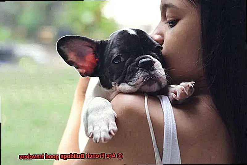Are French Bulldogs good travelers-2