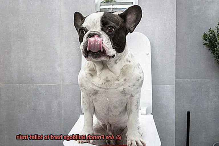 Are French Bulldogs hard to toilet train-4