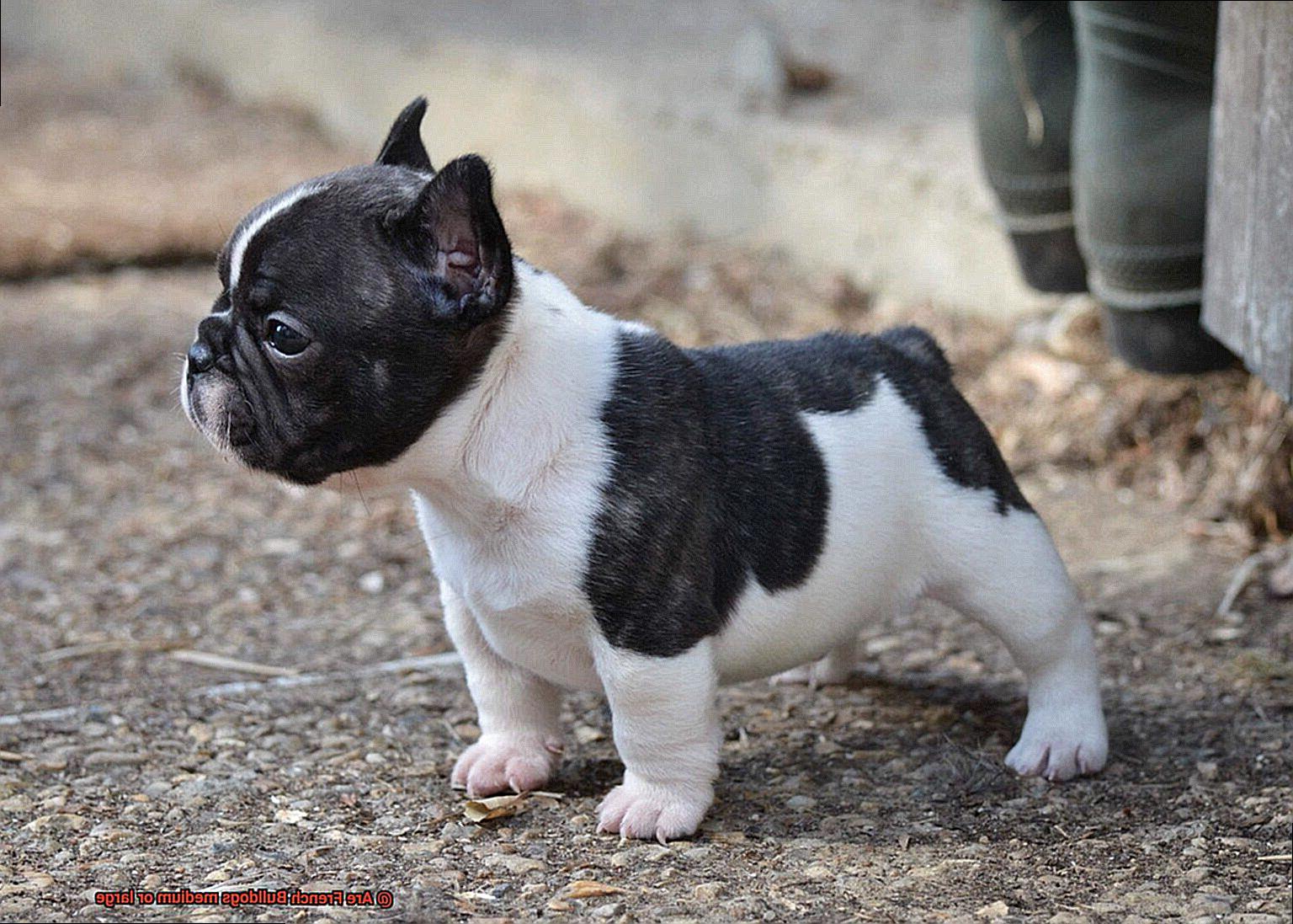 Are French Bulldogs medium or large-2