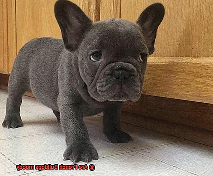 Are French Bulldogs moody-2