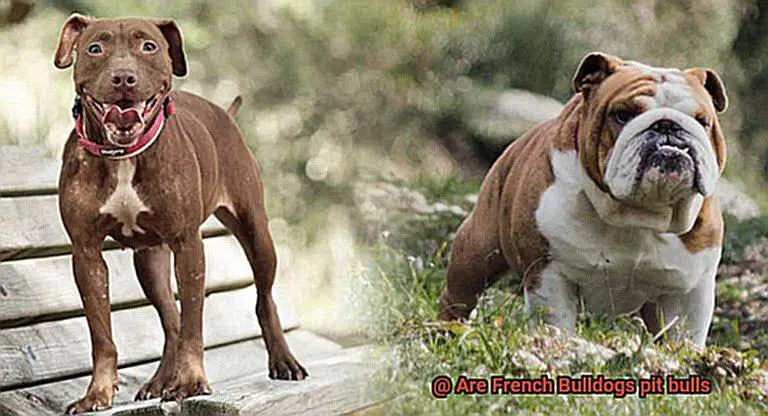 Are French Bulldogs pit bulls-2