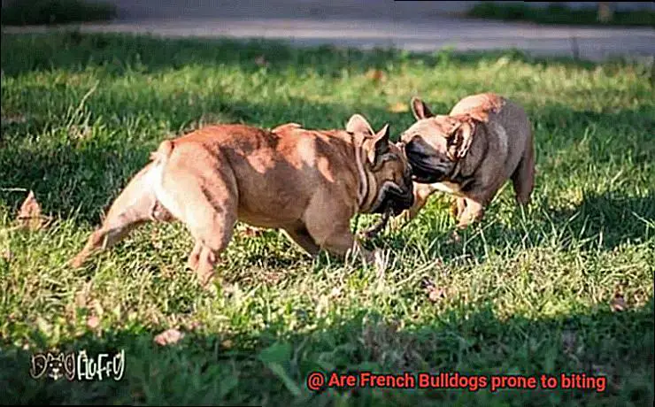 Are French Bulldogs prone to biting-2