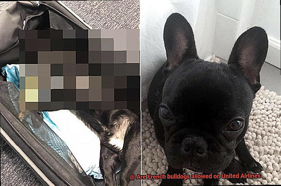 Are French bulldogs allowed on United Airlines-6