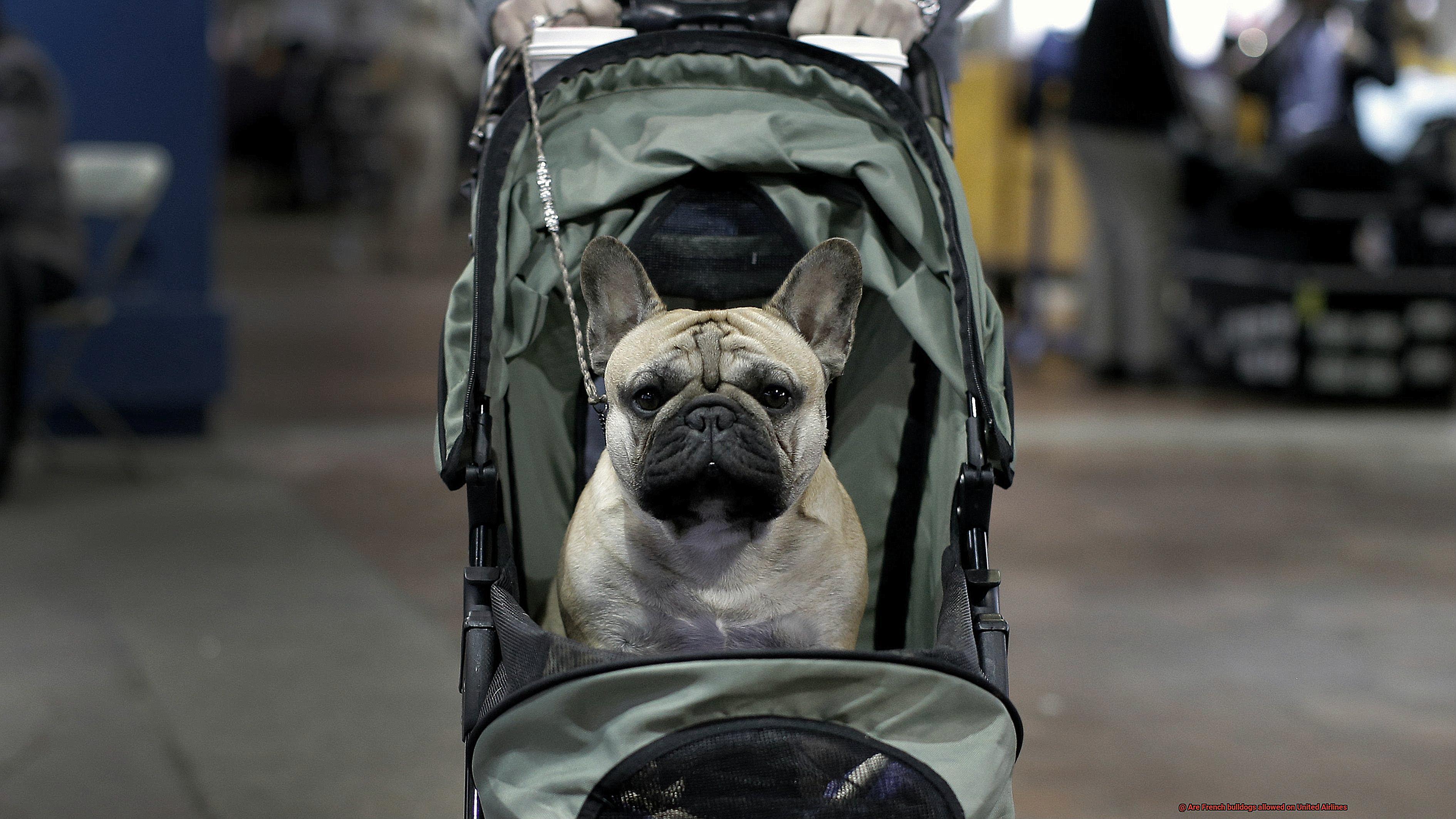 Are French bulldogs allowed on United Airlines-5