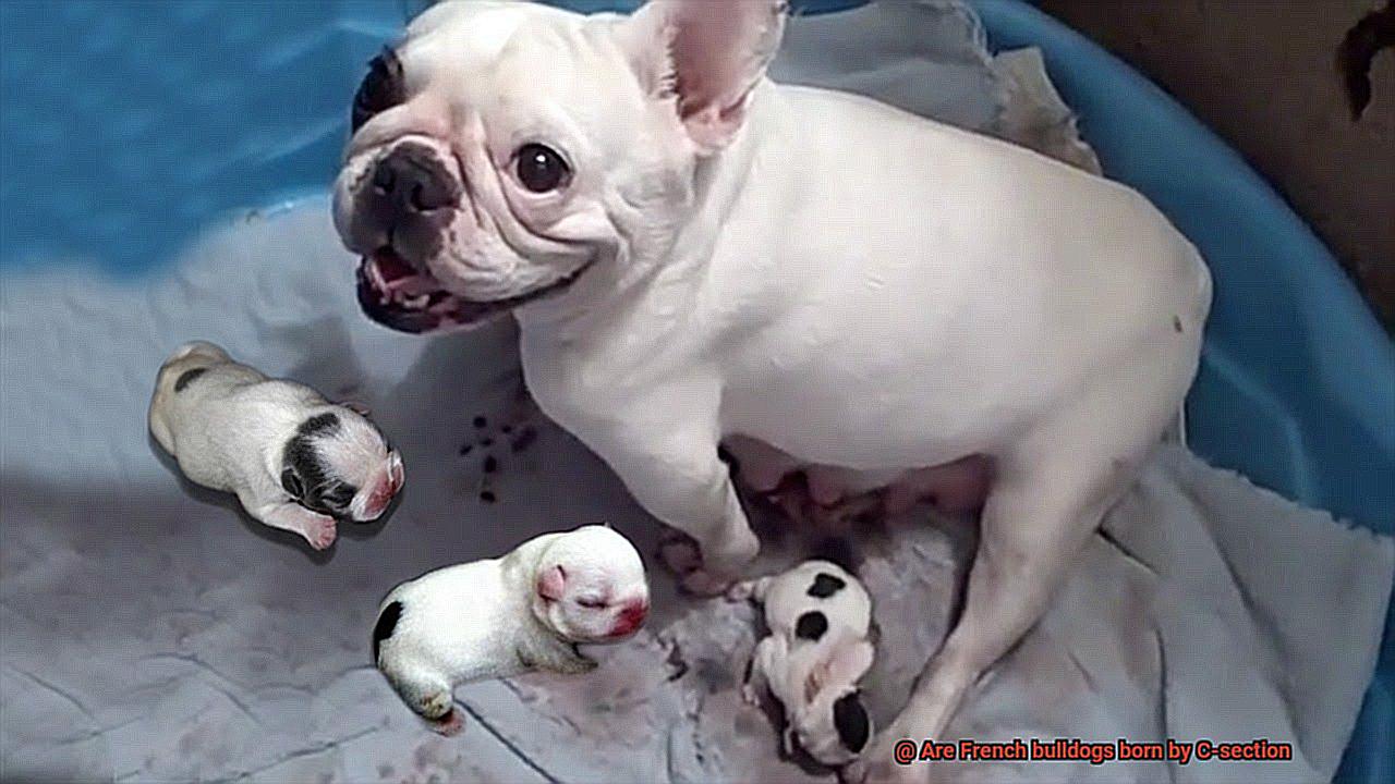 Are French bulldogs born by C-section-2