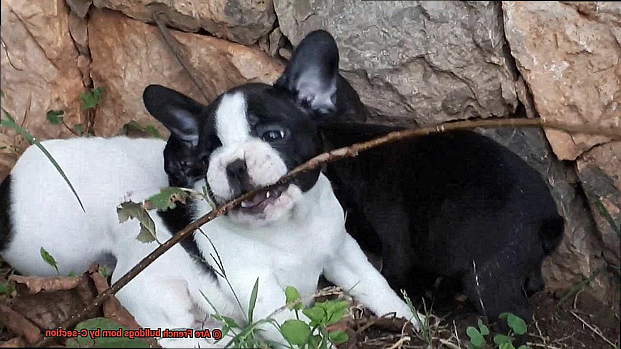 Are French bulldogs born by C-section-3