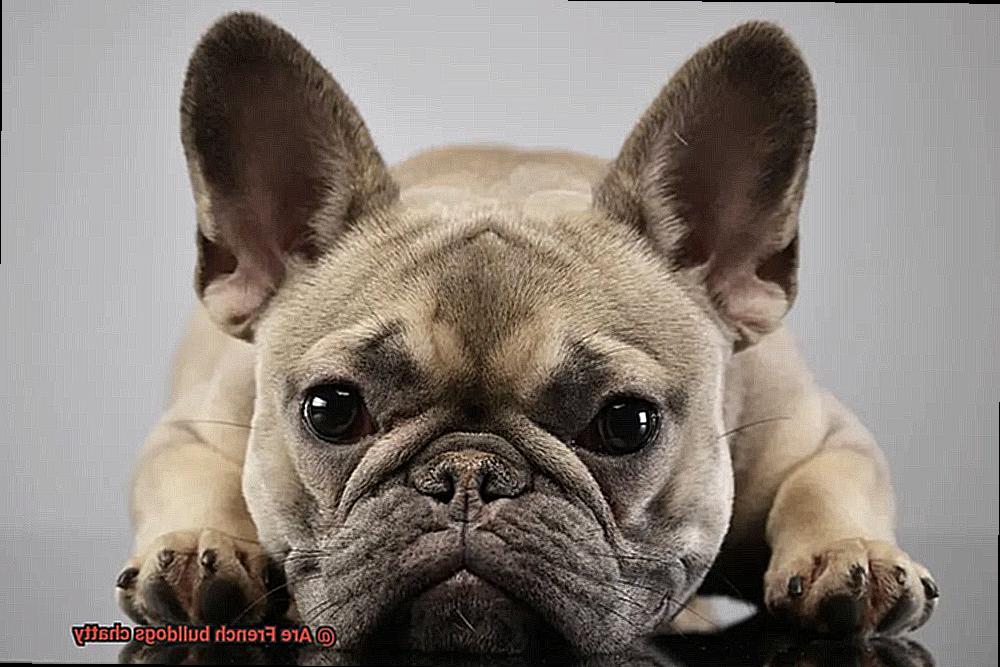 Are French bulldogs chatty-4