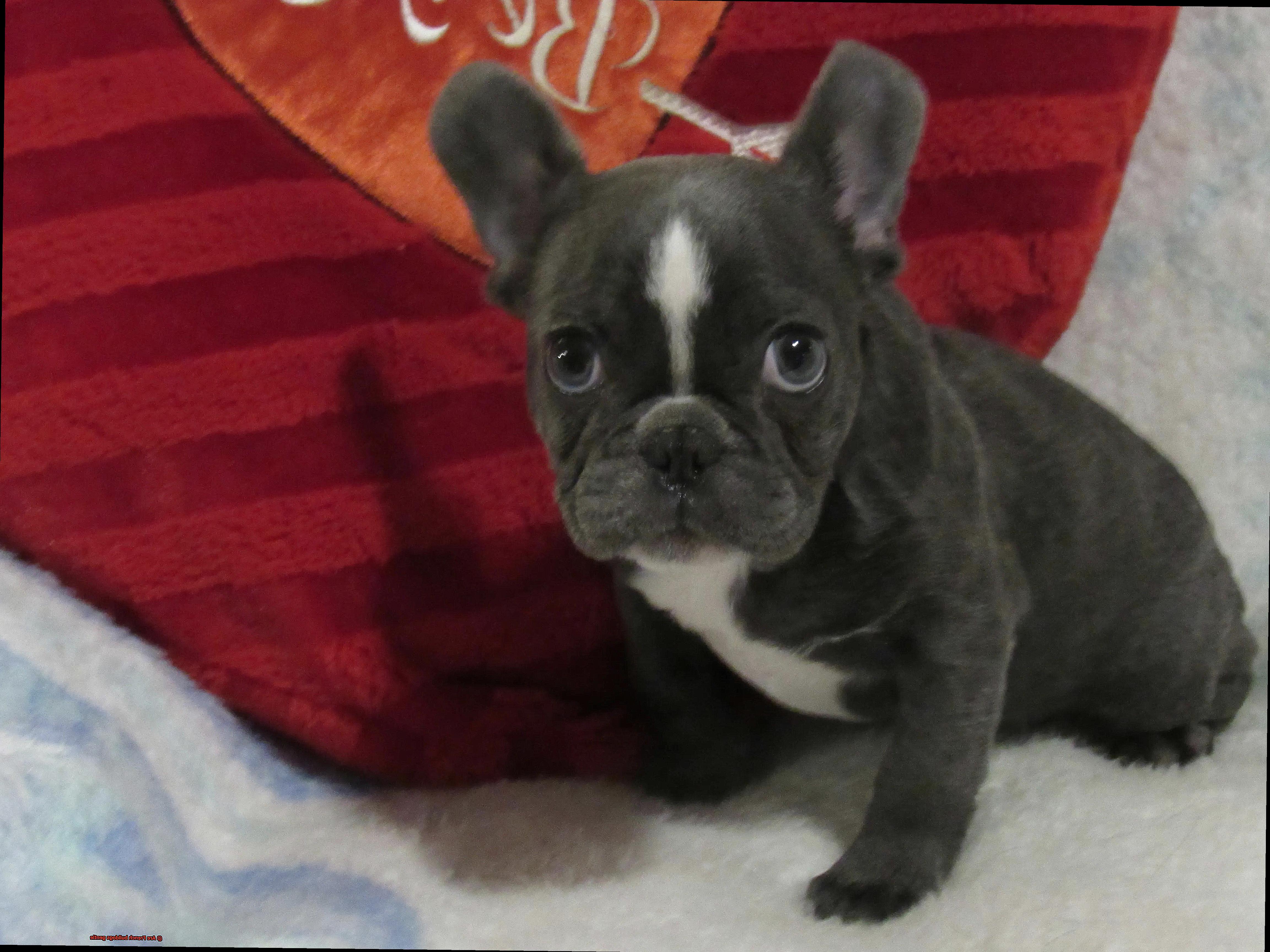 Are French bulldogs gentle-6