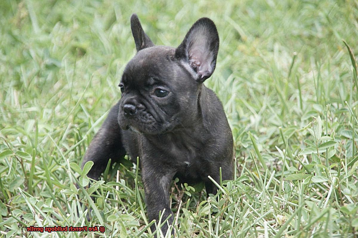 Are French bulldogs gentle-8