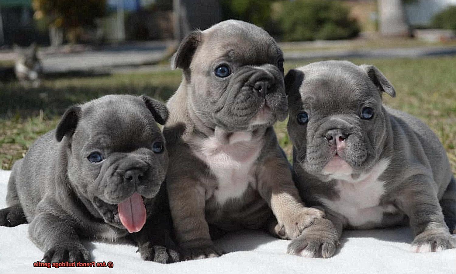 Are French bulldogs gentle-7