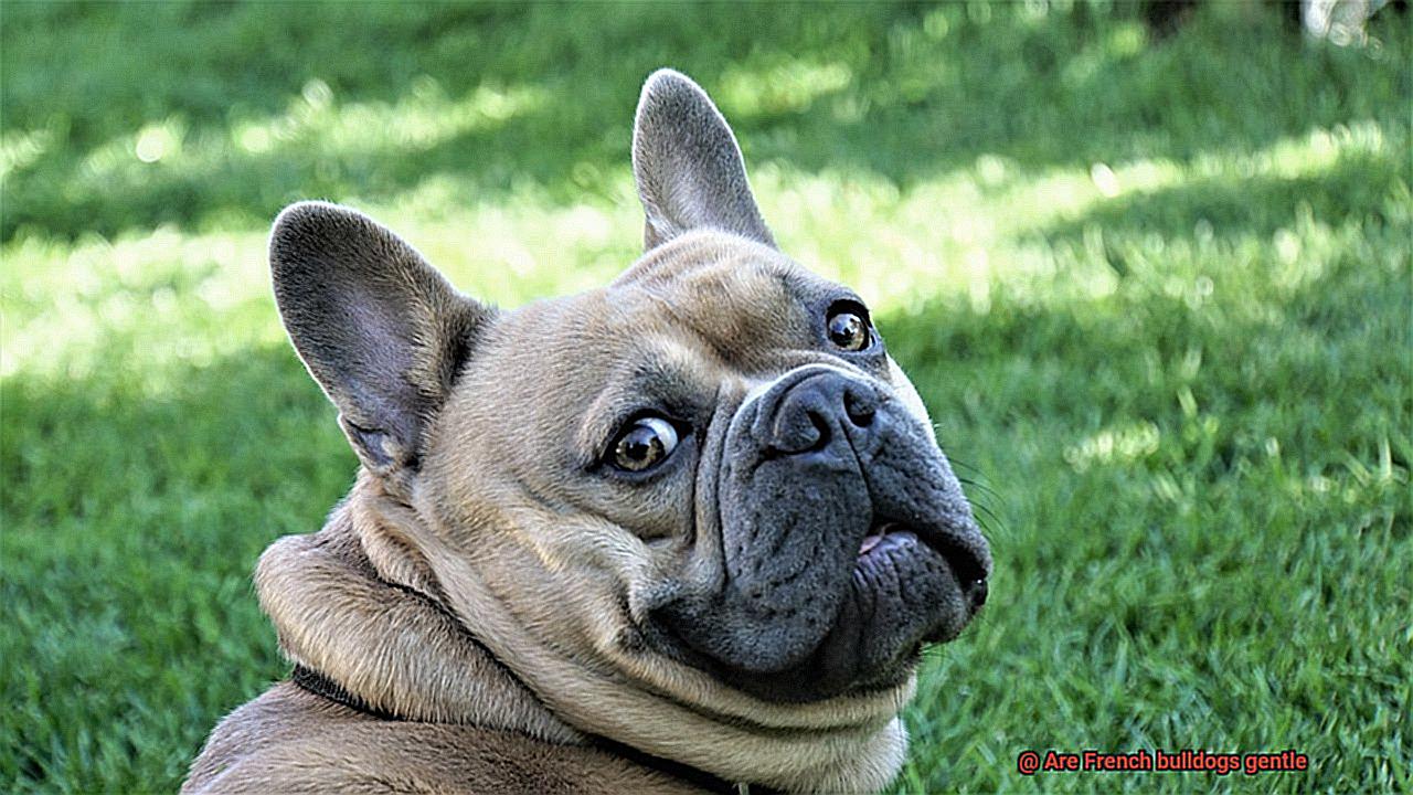 Are French bulldogs gentle-5