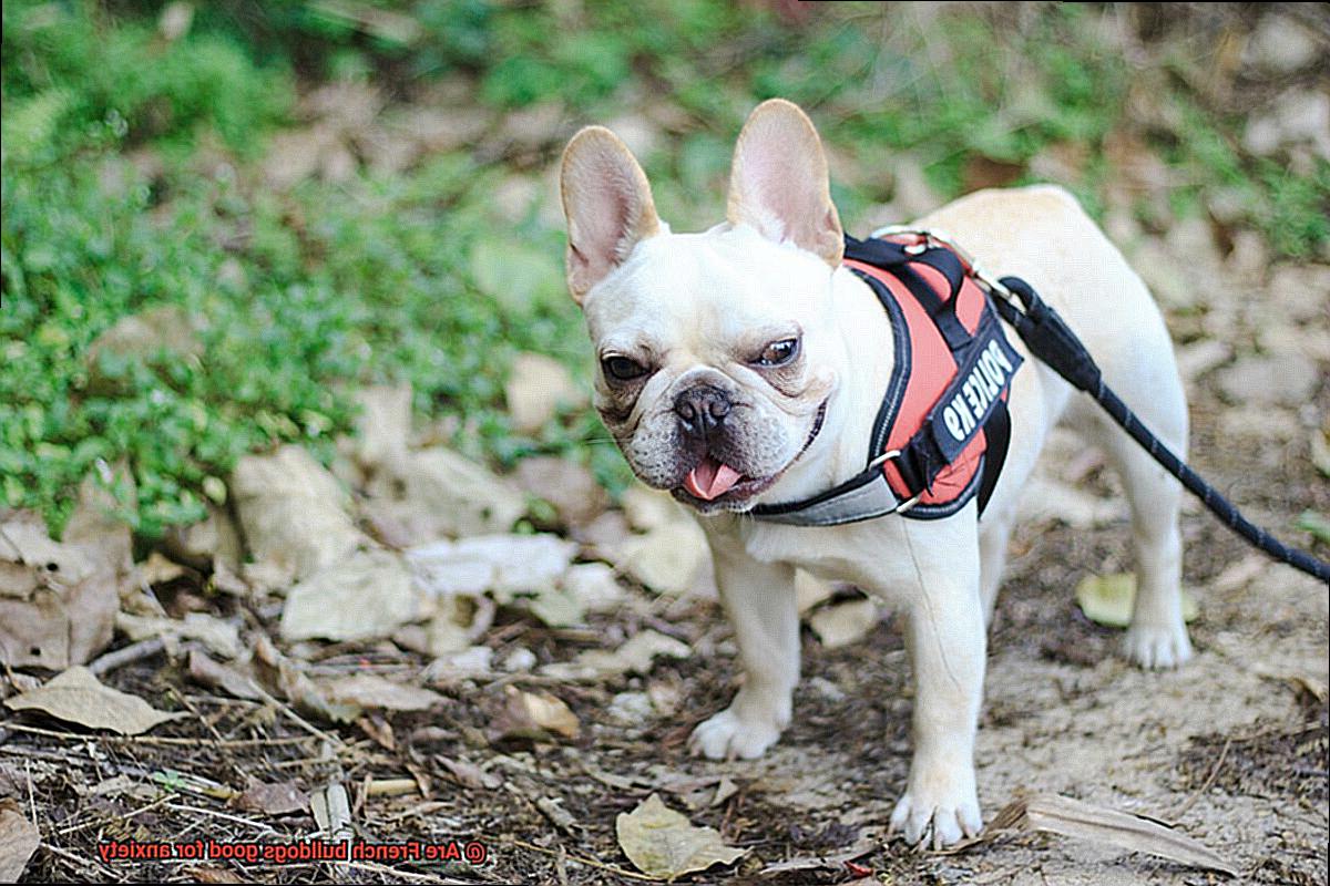 Are French bulldogs good for anxiety-4