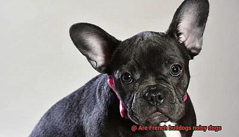 Are French bulldogs noisy dogs-2