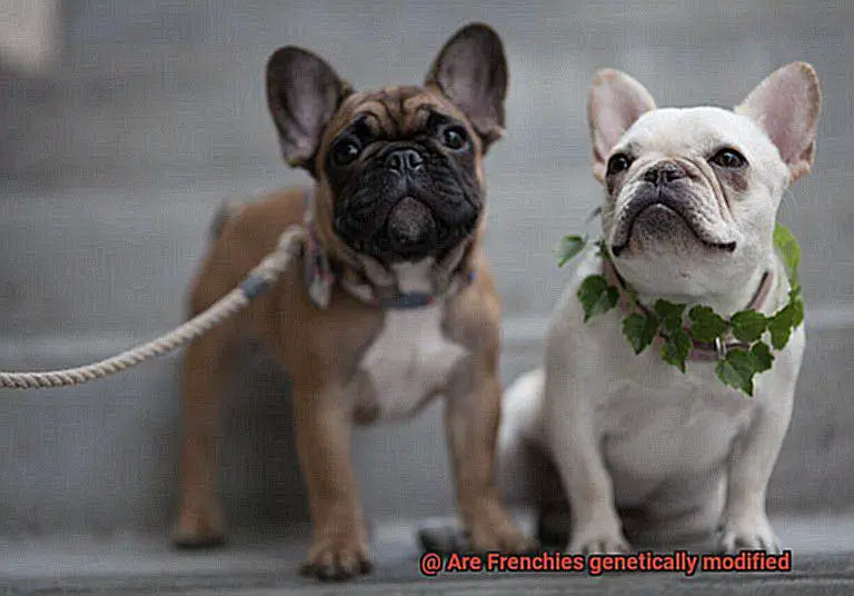 Are Frenchies genetically modified-2