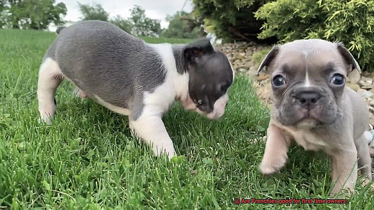 Are Frenchies good for first time owners-4