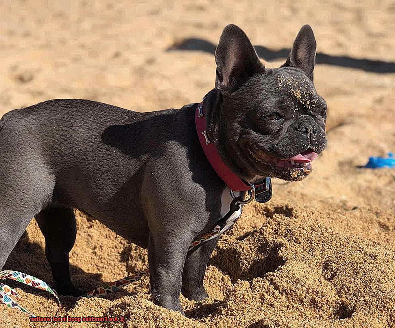Are Frenchies good in hot weather-2