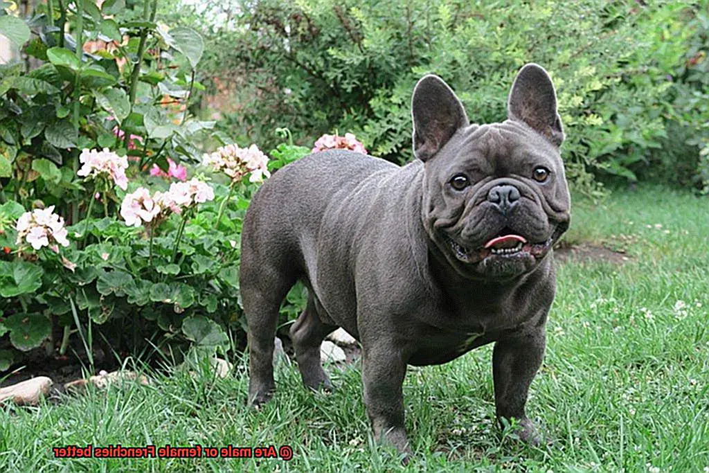Are male or female Frenchies better-3