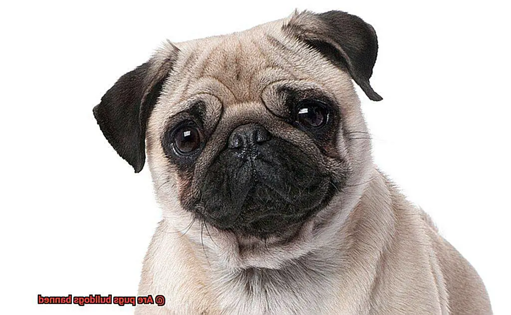 Are pugs bulldogs banned-4