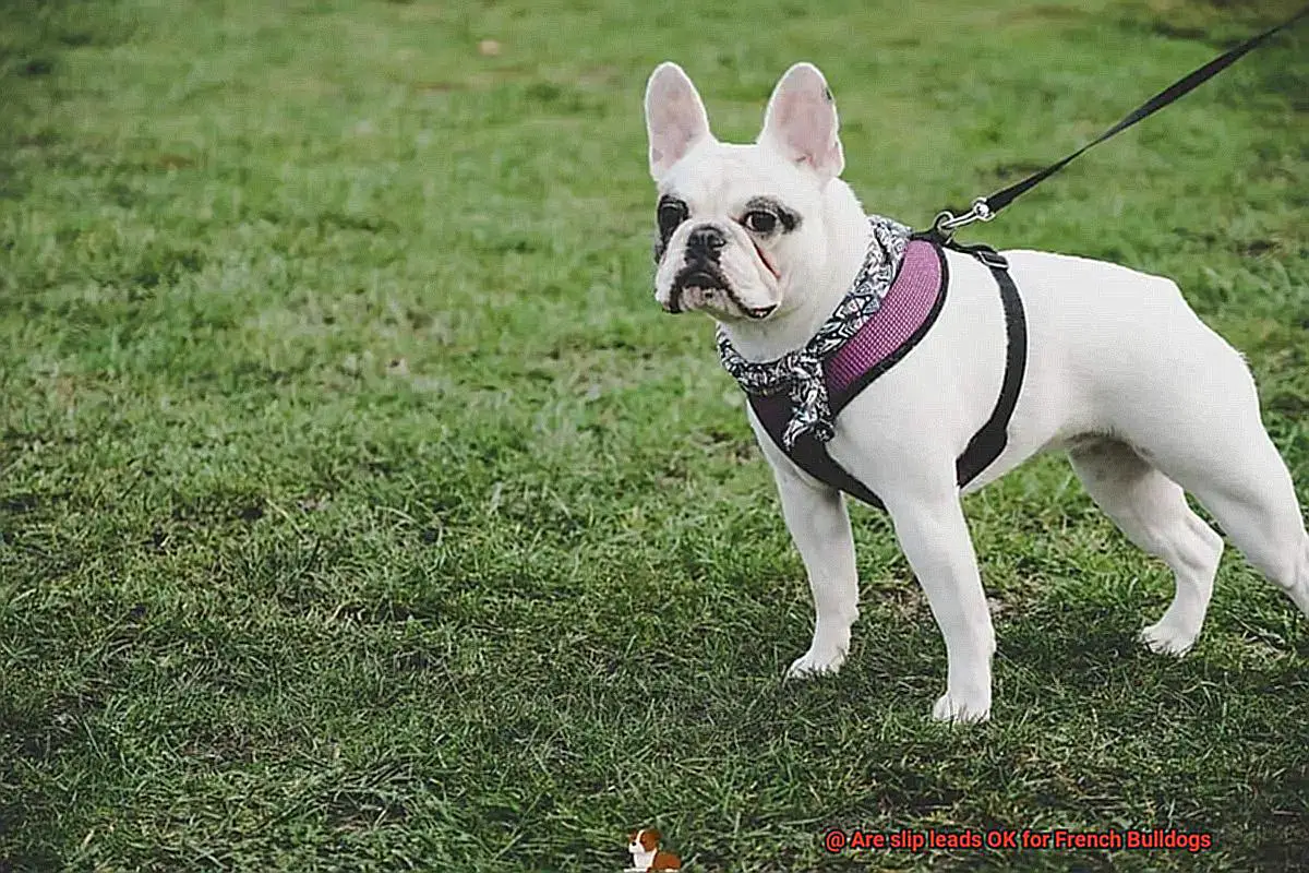 Are slip leads OK for French Bulldogs-2