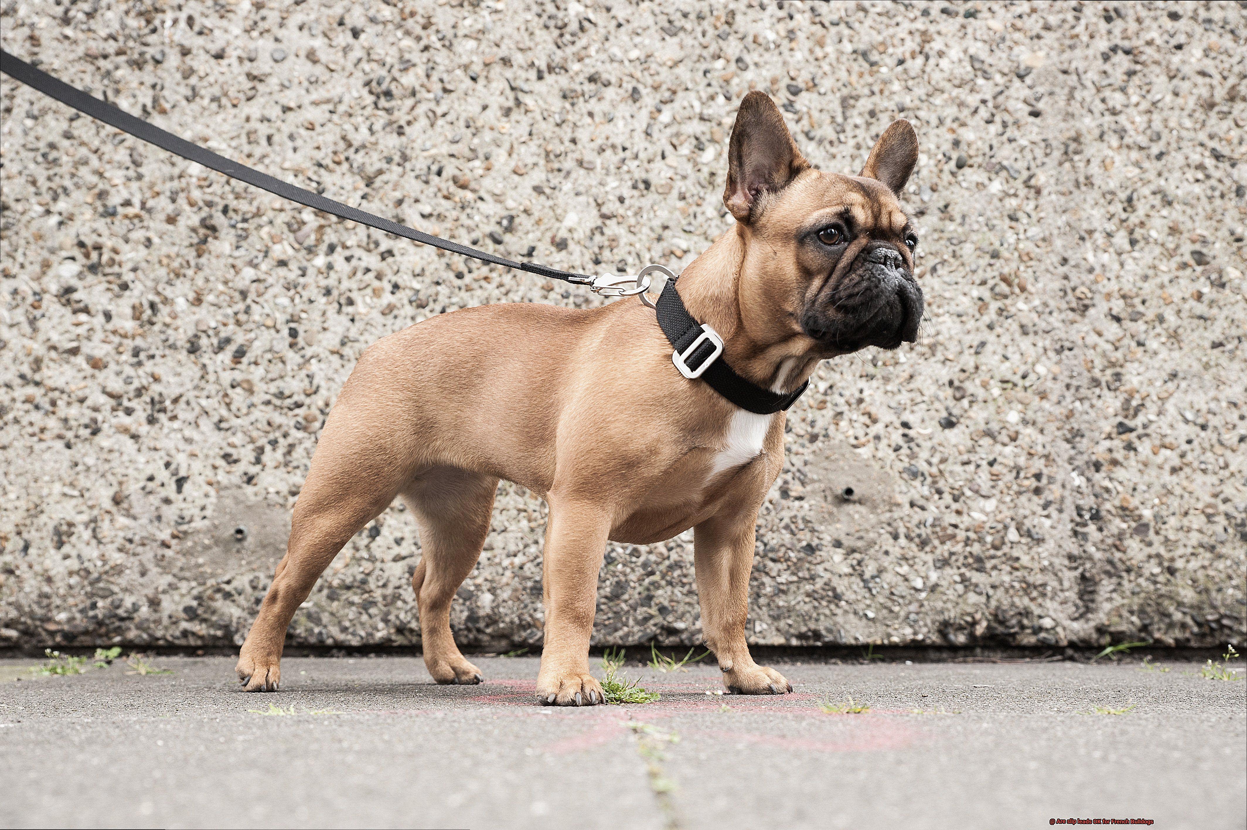 Are slip leads OK for French Bulldogs-4