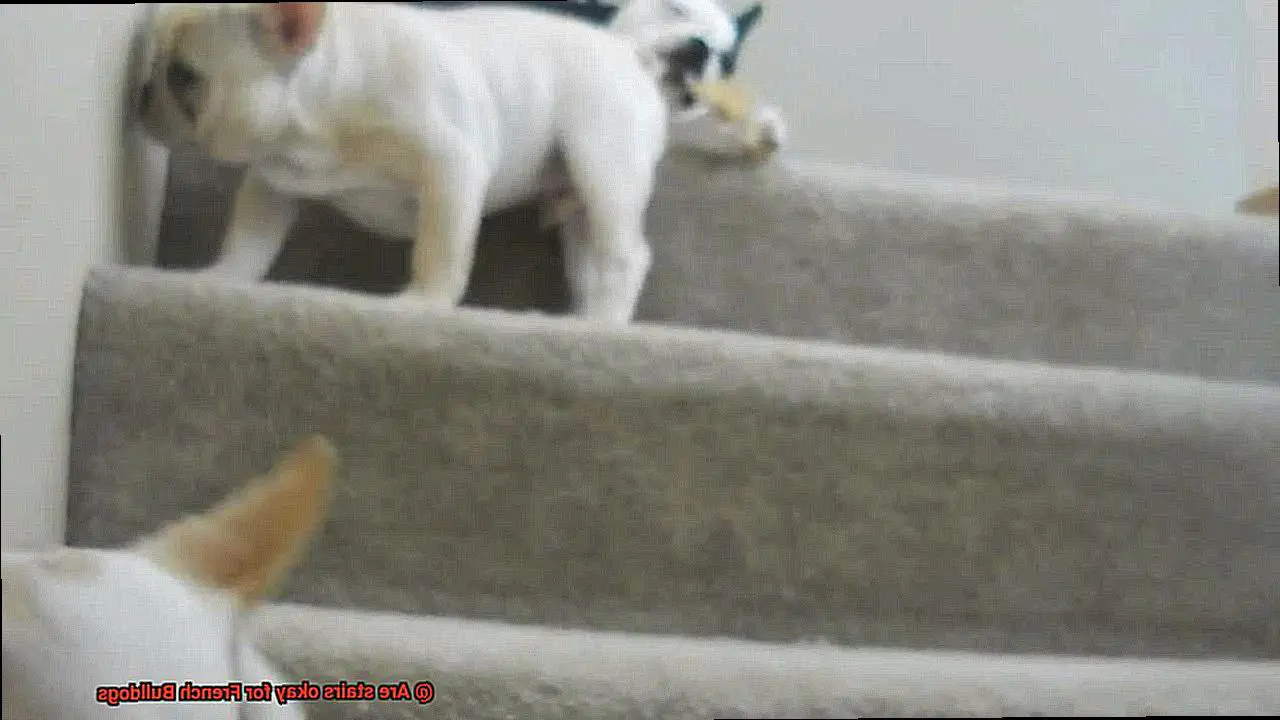 Are stairs okay for French Bulldogs-3