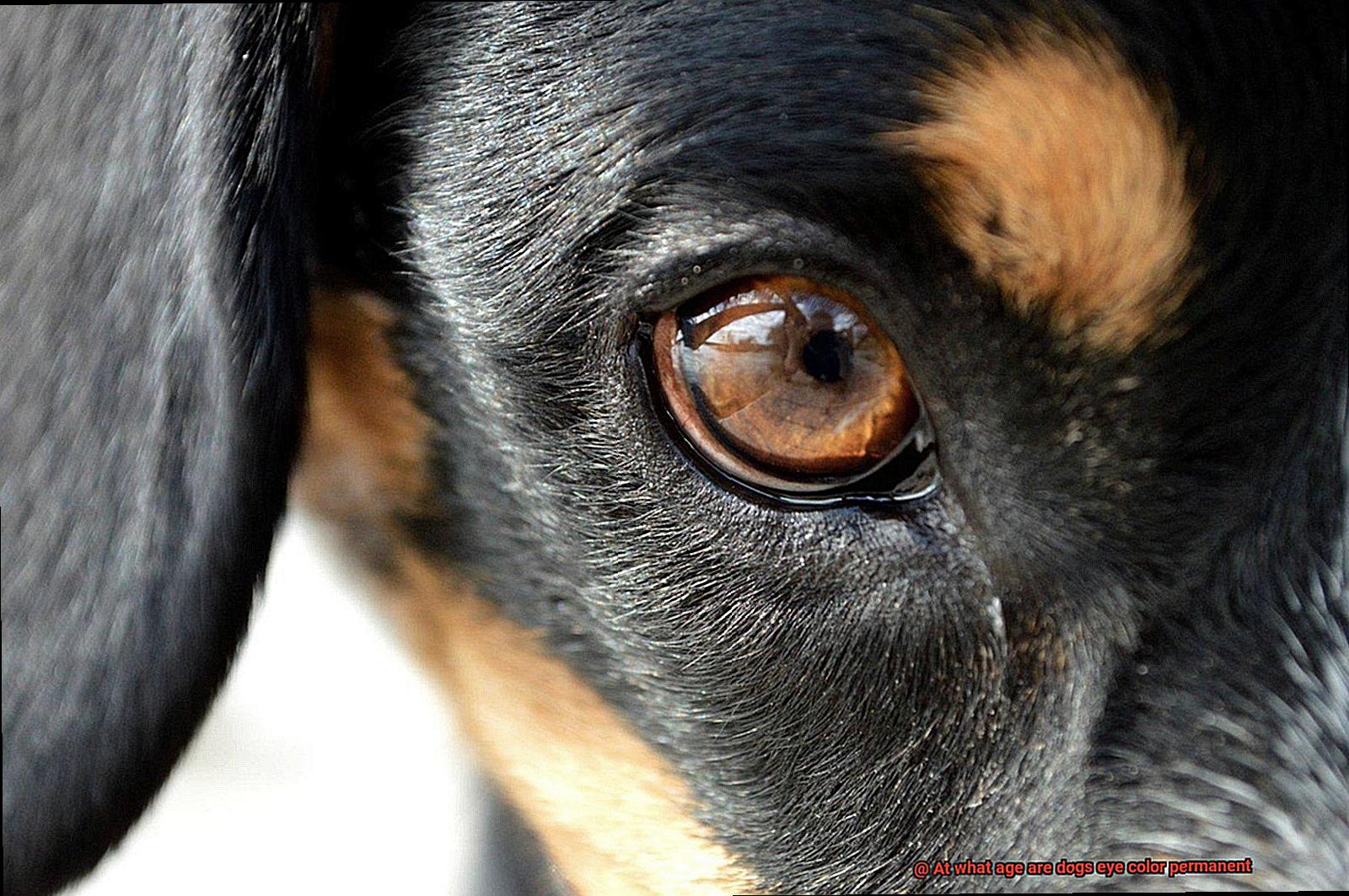 At what age are dogs eye color permanent-2