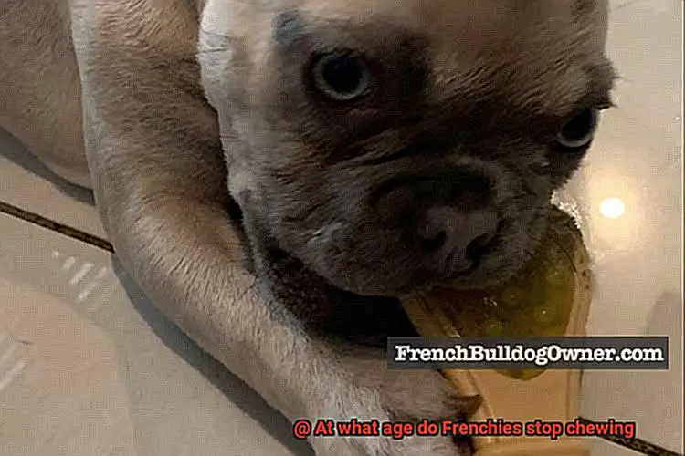 At what age do Frenchies stop chewing-3