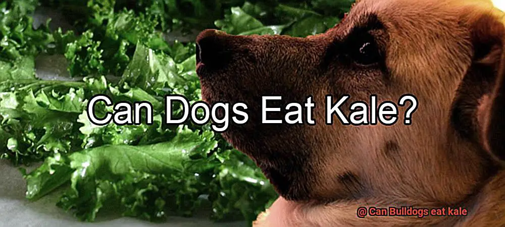 Can Bulldogs eat kale-2
