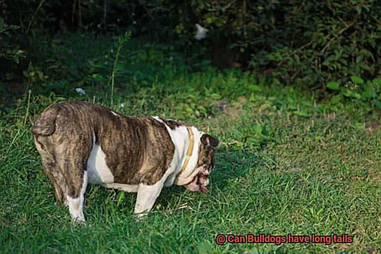 Can Bulldogs have long tails-3