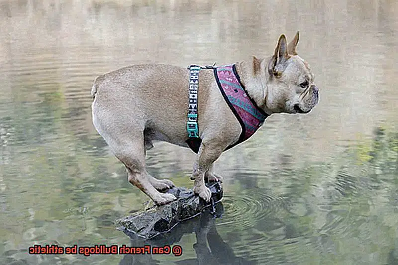 Can French Bulldogs be athletic-2