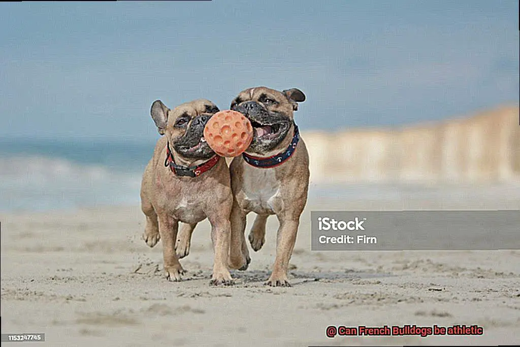 Can French Bulldogs be athletic-4