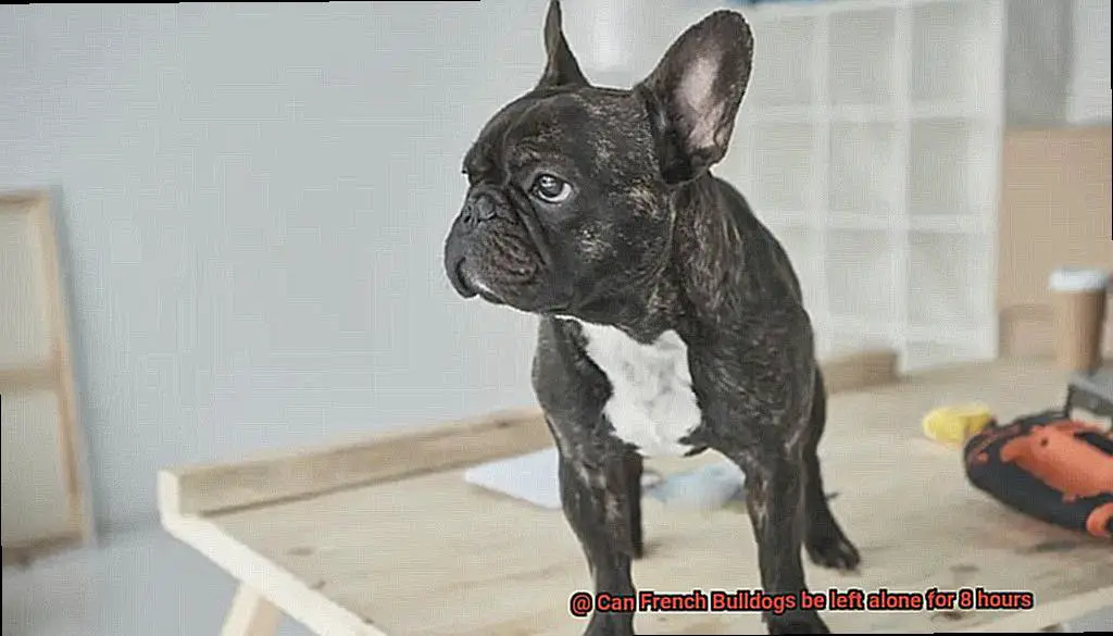 Can French Bulldogs be left alone for 8 hours-3