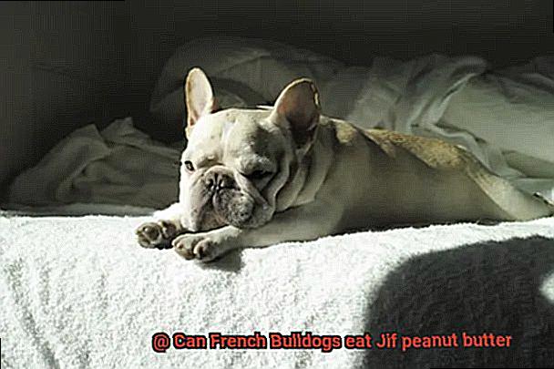 Can French Bulldogs eat Jif peanut butter-7