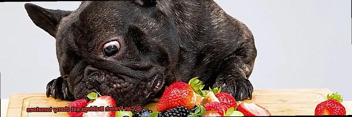 Can French Bulldogs eat cherry tomatoes-2