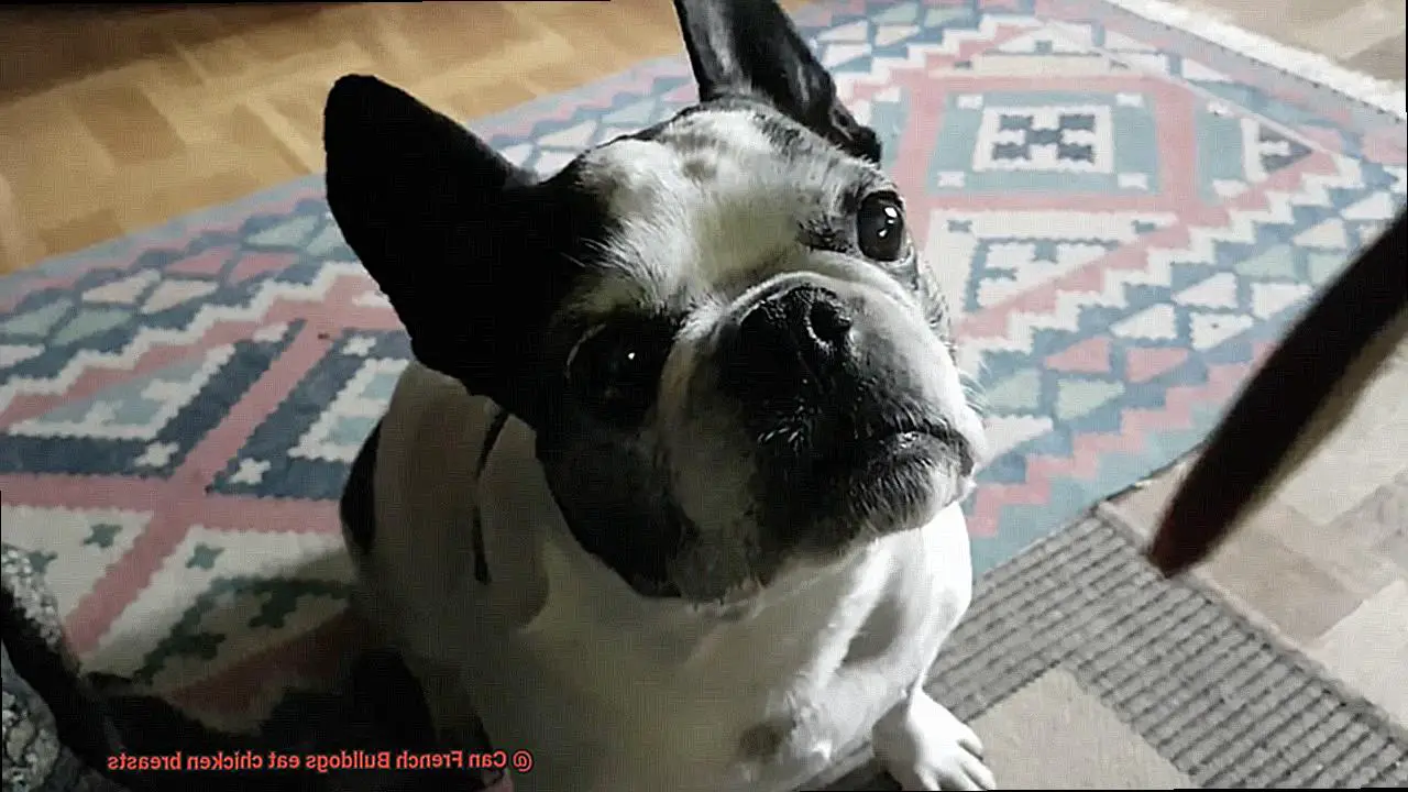 Can French Bulldogs eat chicken breasts-3