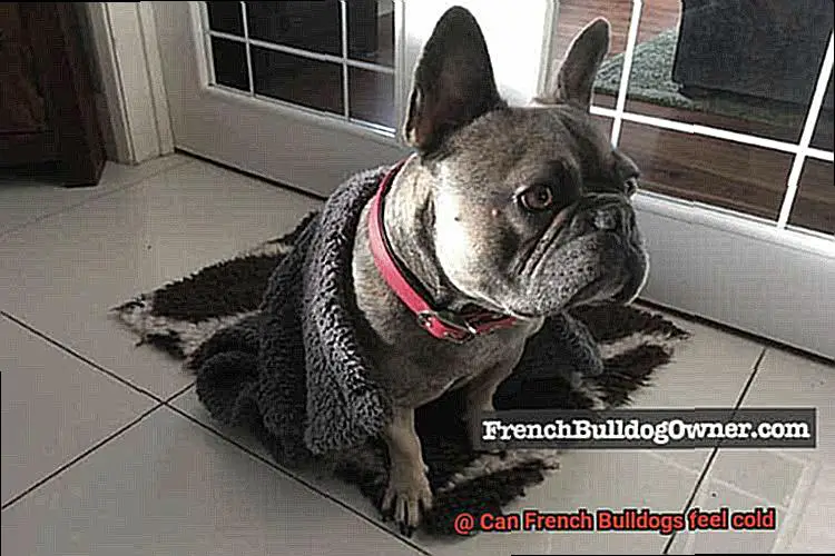 Can French Bulldogs feel cold-3