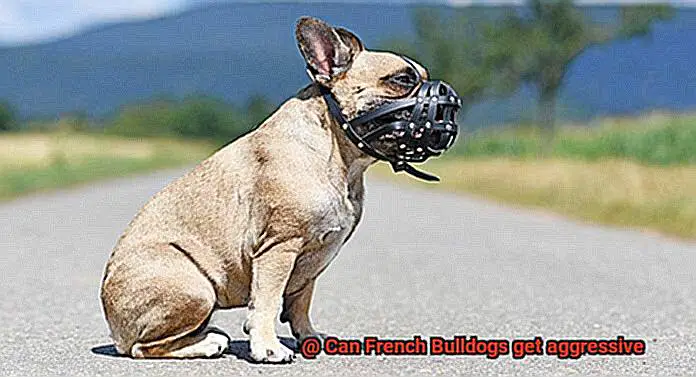 Can French Bulldogs get aggressive-2