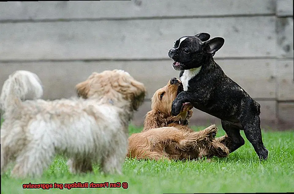 Can French Bulldogs get aggressive-5